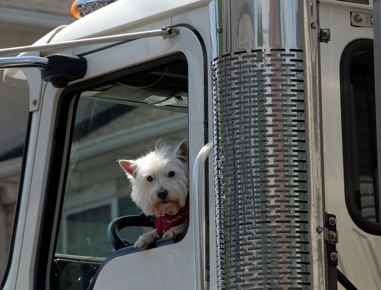 image of small white dog looking out of truck window